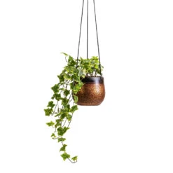 Mya Hanging Planter - Shiny Mocha 13 Mya Hanging Planter - Shiny Mocha -Indoor Plants Store Hedera helix Golden Kolibri English Ivy 13x20cm Mya Hanging Planter Shiny Mocha 15x13cm