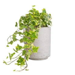 Suzi Plant Pot - Grey Washed 23 Suzi Plant Pot - Grey Washed -Indoor Plants Store Hedera helix Golden Kolibri English Ivy 13x20cm Suzi Plant Pot Grey Washed 18x21.5cm 96c3f853 bb91 4726 90a2 7afaeb7d8bec