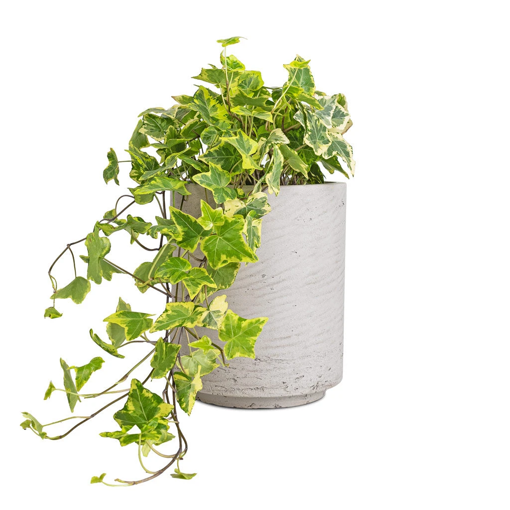 Suzi Plant Pot - Grey Washed 9 Suzi Plant Pot - Grey Washed - Image 7