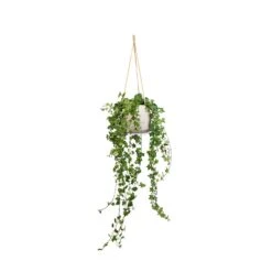 Patt Hanging Plant Pot - Grey Washed -Indoor Plants Store Hedera helix Pittsburgh English Ivy 17x70cm Patt Hanging Plant Pot Grey Washed 23x20cm a1a4f151 3a2f 4e57 863a c1adb4da0355