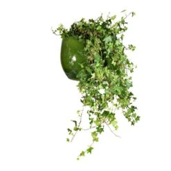 Aimee Plant Pot - Pear 27 Aimee Plant Pot - Pear -Indoor Plants Store Hedera helix Pittsburgh English Ivy 24x100cm Aimee Plant Pot Pear 33x28cm 65bfe248 f304 4fa4 a59f 805020c73a0b