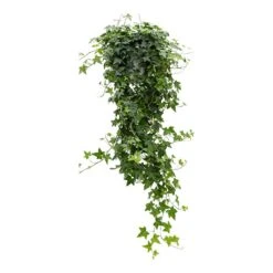 Hedera Helix Pittsburgh - English Ivy -Indoor Plants Store Hedera helix Pittsburgh English Ivy large