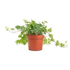 Hedera Helix Pittsburgh - English Ivy -Indoor Plants Store Hedera helix Pittsburgh English Ivy stems 2