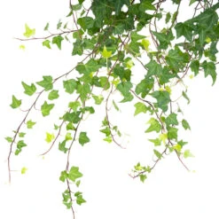 Hedera Helix Pittsburgh - English Ivy -Indoor Plants Store HederahelixPittsburgh EnglishIvy close up