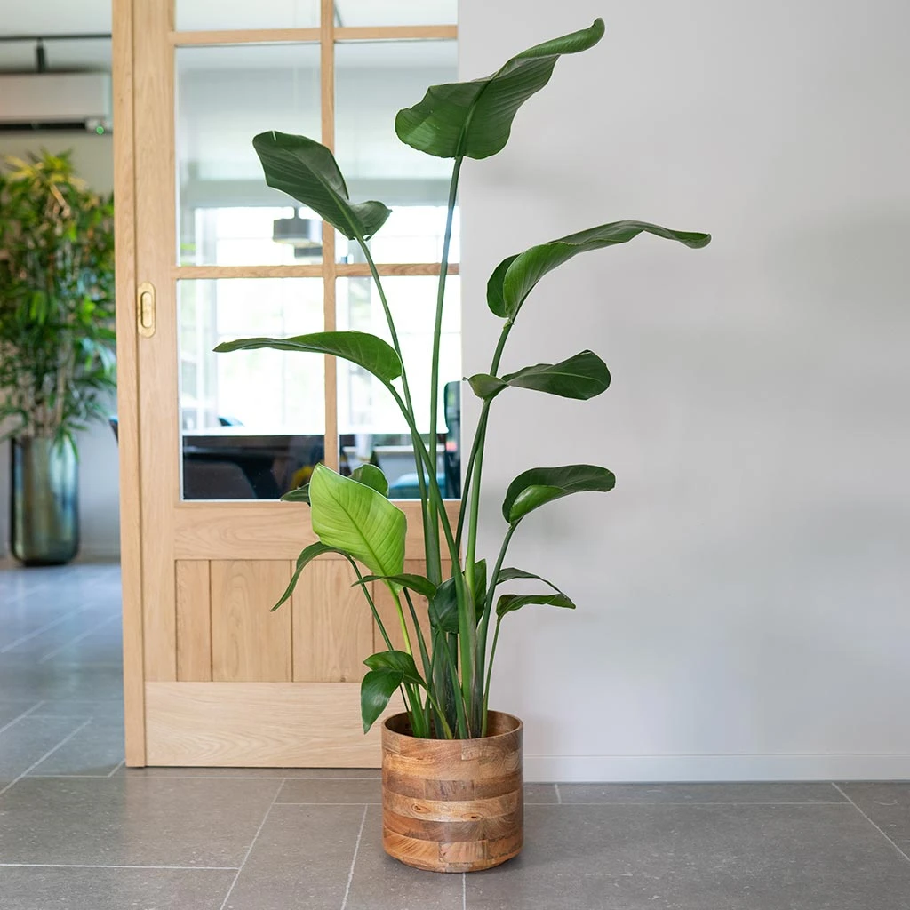 Helle Plant Pot - Natural 13 Helle Plant Pot - Natural - Image 11