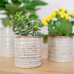 Hera Plant Pot - Ivory 15 Hera Plant Pot - Ivory -Indoor Plants Store HeraPlantPot 2