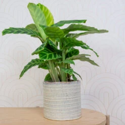 Hera Plant Pot - Ivory 17 Hera Plant Pot - Ivory -Indoor Plants Store HeraPlantPot 5