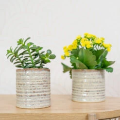 Hera Plant Pot - Ivory 19 Hera Plant Pot - Ivory -Indoor Plants Store HeraPlantPot 6