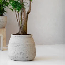 Hestia Mediterranean Planter - Chalk White -Indoor Plants Store Hestia Mediterranean Planter Chalk White Lifestyle
