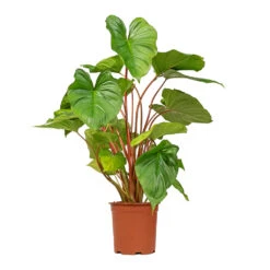 Homalomena Rubescens Maggy - Shield Plant -Indoor Plants Store Homalomena rubescens Maggy Shield Plant 19x70cm