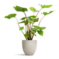 Homalomena Rubescens Maggy - Shield Plant -Indoor Plants Store Homalomena rubescens Maggy Shield Plant 19x70cm Mini Jesslyn Plant Pot Grey Washed 25x21cm