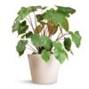 Homalomena Rubescens Maggy - Shield Plant -Indoor Plants Store Homalomena rubescens Maggy Shield Plant 24x70cm Bucket Refined Planter Natural White 50x40cm 92e72f0f a1e0 46fb 8fa3 d6314de7876e