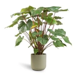 Homalomena Rubescens Maggy - Shield Plant -Indoor Plants Store Homalomena rubescens Maggy Shield Plant 24x70cm Lisbon Plant Pot Sage 26x26cm