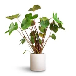 Max Refined Planter - Natural White -Indoor Plants Store Homalomena rubescens Maggy Shield Plant 24x70cm Max Refined Planter Natural White 1 54ee5a56 ac83 4a9a 9f01 8725b4545e36