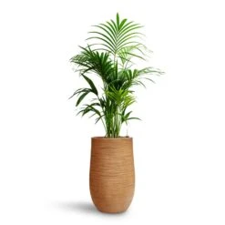 Dune Partner Planter - Almond 26 Dune Partner Planter - Almond -Indoor Plants Store Howea Kentia Palm HydroCare Dune Partner Planter Almond 2edd4ed3 f7e3 4a5c a335 09902baf241d