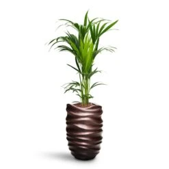 Gradient Lee Partner Planter - Matt Coffee -Indoor Plants Store Howea Kentia Palm HydroCare Gradient Lee Partner Planter Matt Coffee 44a85ad2 0862 42b7 ab0a 74950eeb02f4