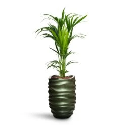 Howea - Kentia Palm - HydroCare -Indoor Plants Store Howea Kentia Palm HydroCare Gradient Lee Partner Planter Matt Forest