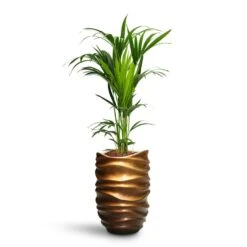 Howea - Kentia Palm - HydroCare -Indoor Plants Store Howea Kentia Palm HydroCare Gradient Lee Partner Planter Matt Honey