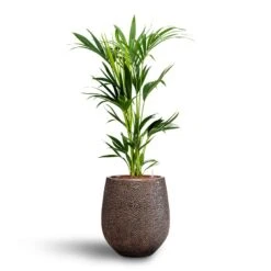 Opus Hit Darcy Planter - Gold 37 Opus Hit Darcy Planter - Gold -Indoor Plants Store Howea Kentia Palm Hydroculture 18 19 x 100cm Opus Hit Darcy Planter Gold 38 x 42cm 7e90bba9 b83f 4e77 9fd3 c3855cf2b7fc