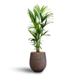 Howea - Kentia Palm - HydroCare -Indoor Plants Store Howea Kentia Palm Hydroculture 18 19 x 120cm Opus Hit Darcy Planter Gold 38 x 42cm
