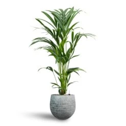 Howea - Kentia Palm - HydroCare -Indoor Plants Store Howea Kentia Palm Hydroculture 19 17 x 90cm Ryan Plant Pot White Black 26 x 26cm