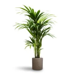 Howea - Kentia Palm - HydroCare -Indoor Plants Store Howea Kentia Palm Hydroculture 19 18 x 100cm Puk Rough Planter Grey Washed 25cm x 25cm
