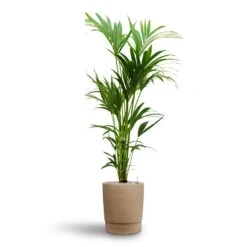 Chao Plant Pot - Concrete -Indoor Plants Store Howea Kentia Palm Hydroculture 24 22 x 140cm Chao Plant Pot Concrete 32 x 42.5cm 7174e835 497c 4713 aef8 501210173b15