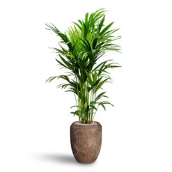 Polystone Coated Plain Coppa Planter - Rock 32 Polystone Coated Plain Coppa Planter - Rock -Indoor Plants Store Howea Kentia Palm Hydroculture 27 26 x 150cm Polystone Coated Plain Coppa Planter Rock 45 x 55cm 3b7727a8 efb7 4554 a701 ad90959de36f