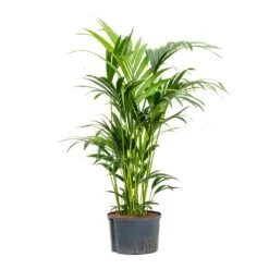 Howea - Kentia Palm - HydroCare -Indoor Plants Store Howea Kentia Palm Hydroculture 28 19x100cm