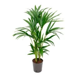 Howea - Kentia Palm - HydroCare -Indoor Plants Store Howea Kentia Palm Hydroculture Indoor Plant 100cm