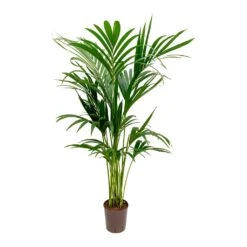 Howea - Kentia Palm - HydroCare -Indoor Plants Store Howea Kentia Palm Hydroculture Indoor Plant 140cm