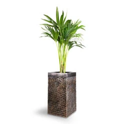 Howea Forsteriana - Kentia Palm 25 Howea Forsteriana - Kentia Palm -Indoor Plants Store Howea forsteriana Kentia Palm 21x100cm Luxe Lite Layer Square Planter Bronze 27x27x50cm 1 932ca657 2631 4f07 a10f 66b9f355ce06