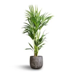 Howea Forsteriana - Kentia Palm 29 Howea Forsteriana - Kentia Palm -Indoor Plants Store Howea forsteriana Kentia Palm 24x130cm Feico Plant Pot Metal Black 30x26cm 6f6c0580 98b6 42cc af70 361761182d90