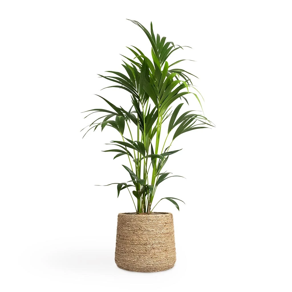Patt Plant Pot - Straw Grass 12 Patt Plant Pot - Straw Grass - Image 10