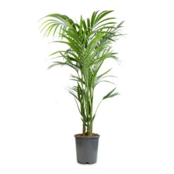 Howea Forsteriana - Kentia Palm 32 Howea Forsteriana - Kentia Palm -Indoor Plants Store Howea forsteriana Kentia Palm 24x140cm