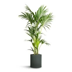 Howea Forsteriana - Kentia Palm 26 Howea Forsteriana - Kentia Palm -Indoor Plants Store Howea forsteriana Kentia Palm 24x140cm Max Refined Planter Pine Green 29x29.5cm