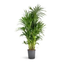 Howea Forsteriana - Kentia Palm 35 Howea Forsteriana - Kentia Palm -Indoor Plants Store Howea forsteriana Kentia Palm 27x150cm b308ec08 0cce 4f4f acf8 35138eebfc3a