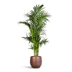 Lydia Plant Pot - Shiny Purple -Indoor Plants Store Howea forsteriana Kentia Palm 27x160cm Lydia Plant Pot Shiny Purple 36x32cm 1f562147 584e 4bf0 aba5 6356ff7836bd