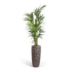 Luxe Lite Moon Partner Planter - Bronze -Indoor Plants Store Howea forsteriana Kentia Palm 27x170cm Luxe Lite Moon Partner Planter Bronze 33x70cm