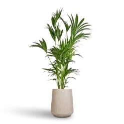 Raindrop Tube High Round Planter - Stone -Indoor Plants Store Howea forsteriana Kentia Palm 27x170cm Raindrop Tube High Round Planter Stone 37x42cm
