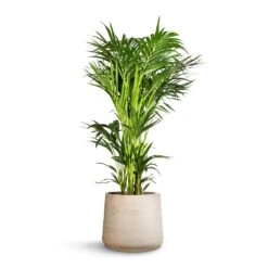 Patt Plant Pot - Grey Washed 37 Patt Plant Pot - Grey Washed -Indoor Plants Store Howea forsteriana Kentia Palm 32x160cm Patt Plant Pot Grey Washed 45x38cm c89c0603 0f25 4638 b357 b2f12c9d23c3