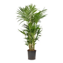 Howea Forsteriana - Kentia Palm 36 Howea Forsteriana - Kentia Palm -Indoor Plants Store Howea forsteriana Kentia Palm 32x160cm d53efb47 23d5 4288 945d 582abb708a4d