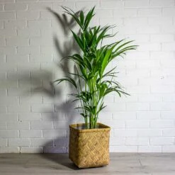 Howea Forsteriana - Kentia Palm 40 Howea Forsteriana - Kentia Palm -Indoor Plants Store Howea forsteriana Kentia Palm Kobe Bamboo Planter
