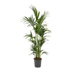 Howea Forsteriana - Kentia Palm 28 Howea Forsteriana - Kentia Palm -Indoor Plants Store Howea forsteriana Kentia Palm Large