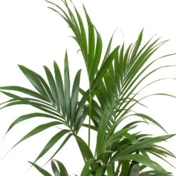 Howea - Kentia Palm - HydroCare -Indoor Plants Store Howea forsteriana Kentia Palm Leaves Large 7e92d308 0d3b 4cd5 a867 16860fc2a4fc