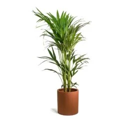 Max Refined Planter - Canyon Orange -Indoor Plants Store Howea forsteriana Kentia Palm Max Refined Planter Canyon Orange 9de8b94b 8e23 44f1 aa6f 0d16a28e7f8a