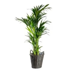 Nanna Wikr Plant Basket - Dark Brown -Indoor Plants Store Howea forsteriana Kentia Palm Nanna Wikr Plant Basket dark brown d92ed21a 0c8b 4ebc a04d 94c0555e7386