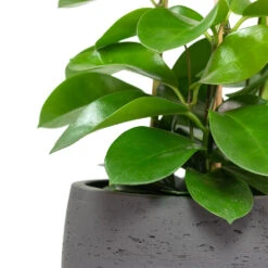 Mini Valerie Plant Pot - Black Washed -Indoor Plants Store Hoya australis Common Wax Flower Column Mini Valerie Plant Pot Black Washed Close Up