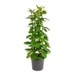 Hoya Australis - Common Wax Flower - Column -Indoor Plants Store Hoya australis Common Wax Flower Column Small