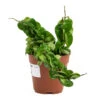 Hoya Carnosa Compacta - Rope Plant -Indoor Plants Store Hoya carnosa Compacta Rope Plant 12cm